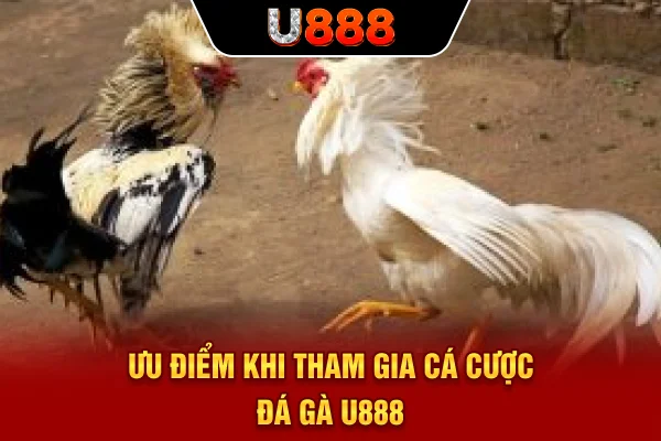 Ưu điểm khi tham gia cá cược đá gà U888